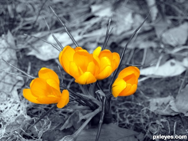 close up flower